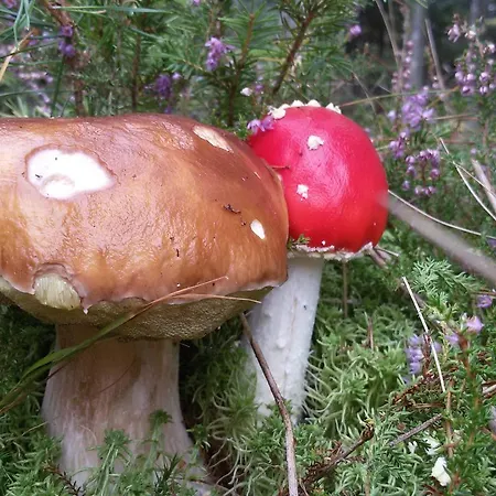 Daire Forest Romantic Brdy